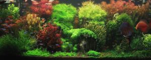 All-About-Aquariums3