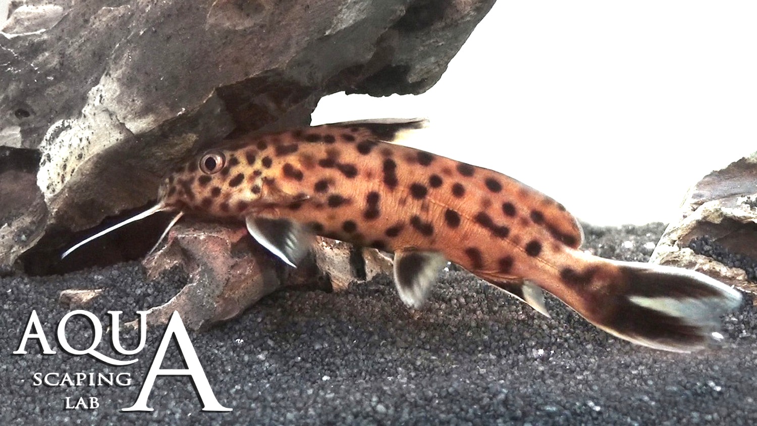 SYNODONTIS PETRICOLA - Pygmy Leopard Catfish- facts info ~ Aquascaping Lab