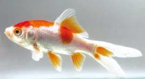 Pesce-rosso-Sarasa