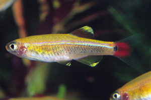 Tanichthys White Cloud Mountain Minnow Fish Facts Info Aquascaping Lab,Agave Plants For Sale